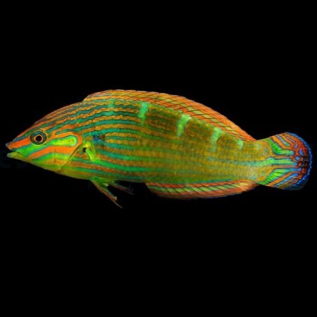 Halichoeres melanurus (Tail spot wrasse) S