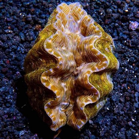 Hippopus Hippopus (8-9 cm)