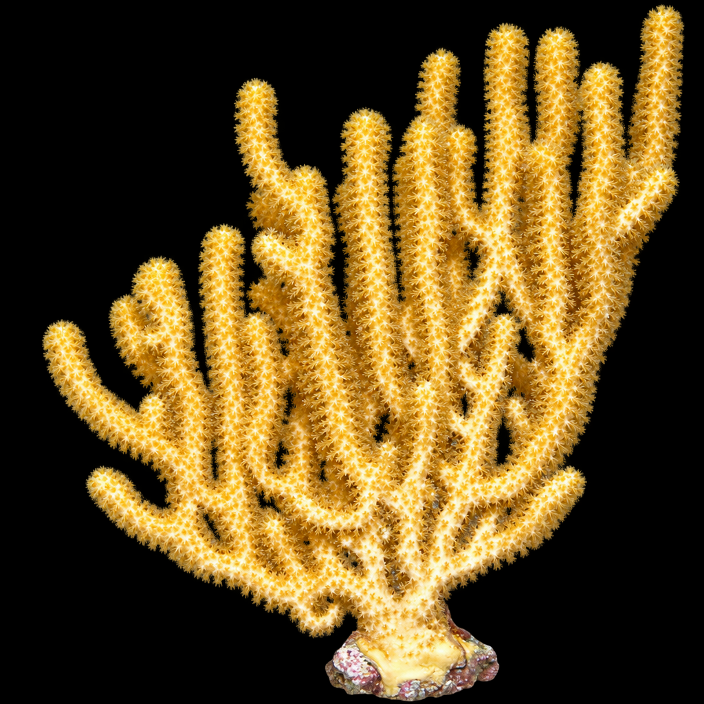 Isis hippuris gorgoon L (Ong. 11-15 cm)