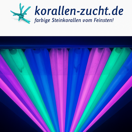 Korallen-Zucht T5 Great Barrier Turquoise 24 W