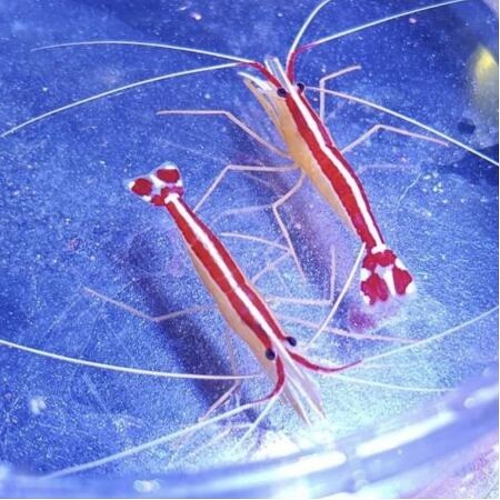 Lysmata amboinensis (Poetsgarnaal) S