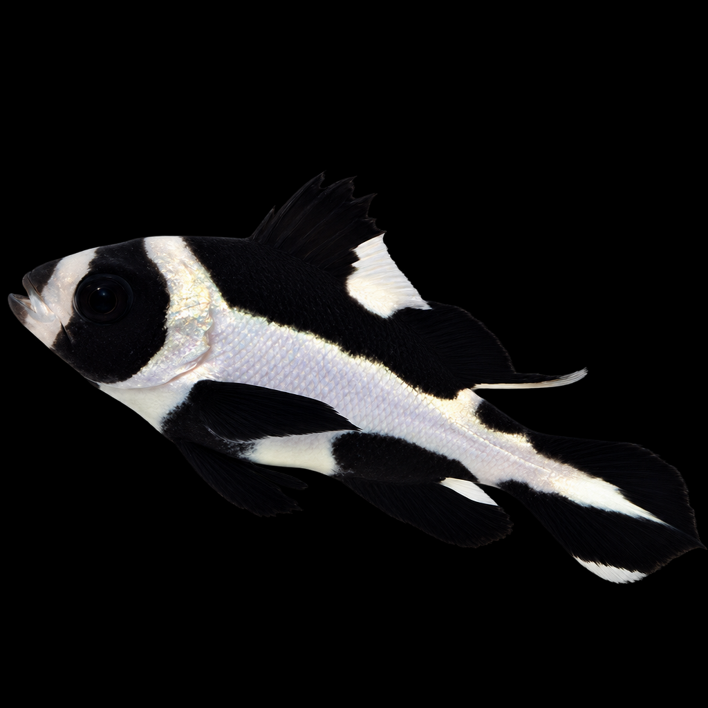Macolor niger XL