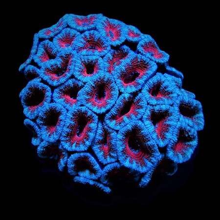 Micromussa Rood S (Ong. 4 -5 cm)