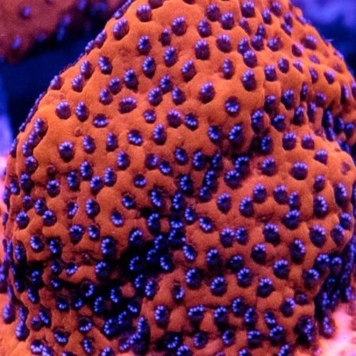 Montipora Mystic Sunset XL (Ong. 10-11 cm)
