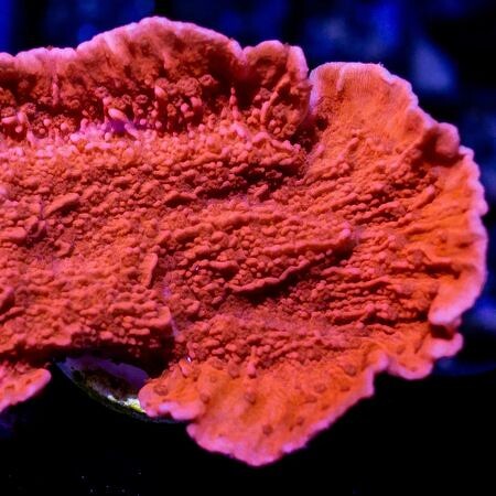 Montipora Rood XL (Ong. 16-20 cm)