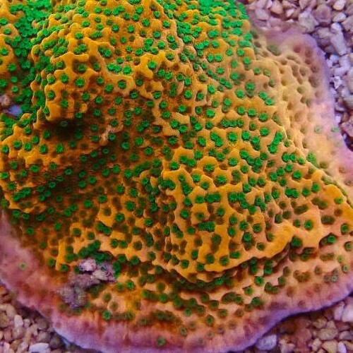 Montipora Tropic Thunder M (Ong. 6-7 cm)