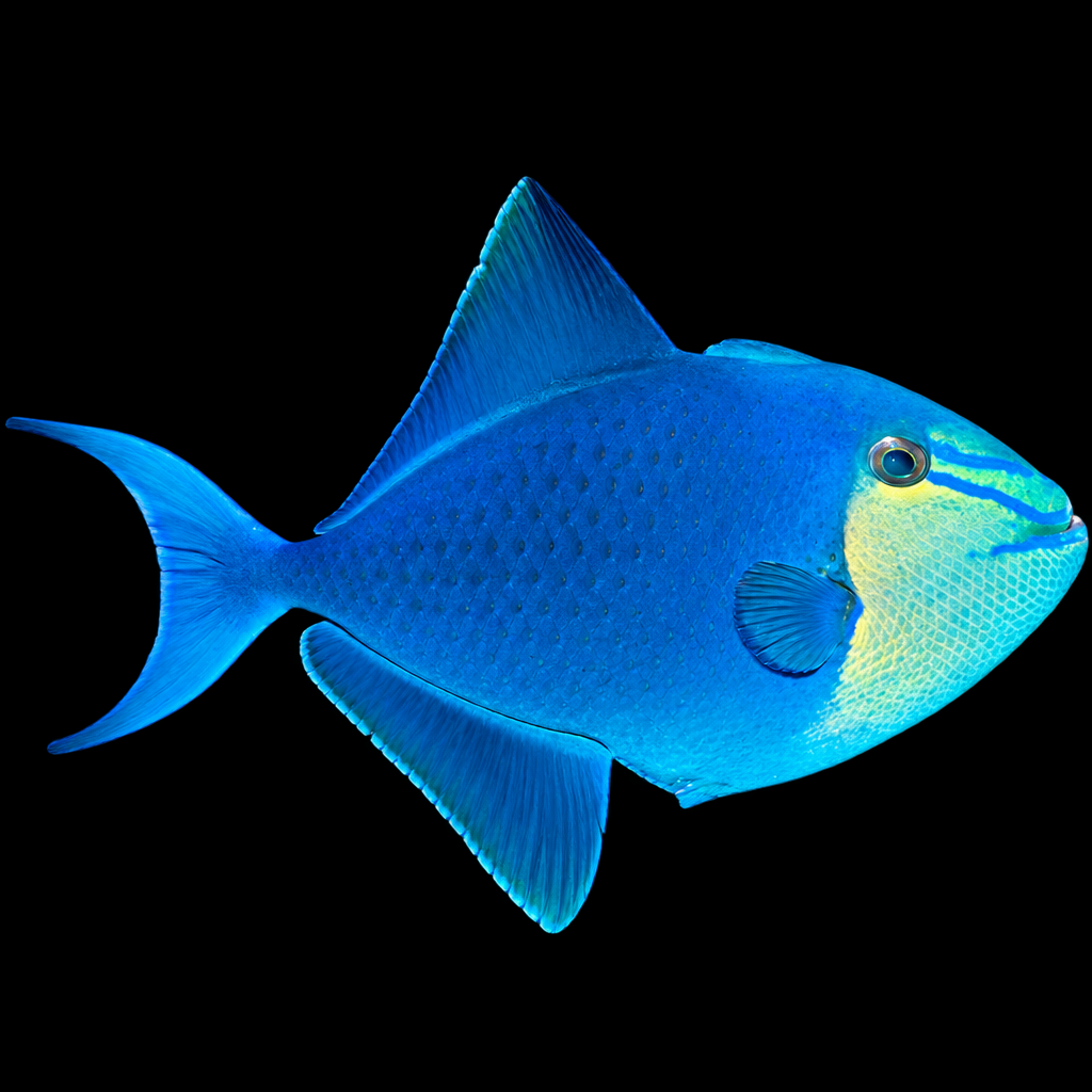 Odonus niger (Red-toothed Triggerfish) XXL