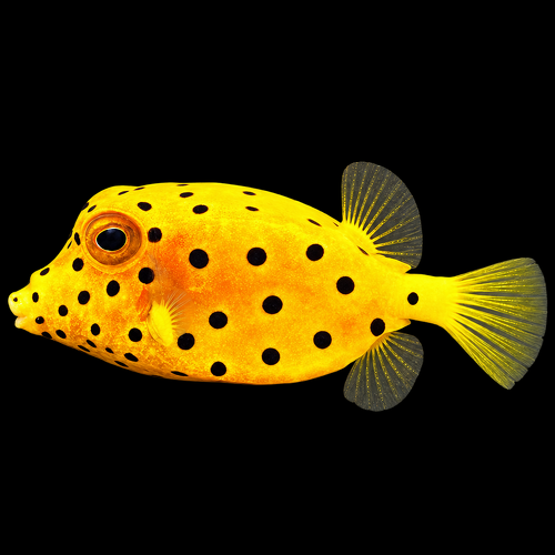 Ostracion cubicus (gele koffer- of boxvis) L