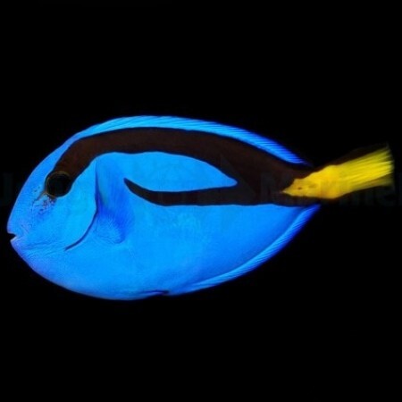Paracanthurus hepatus / Blauwe doktersvis L