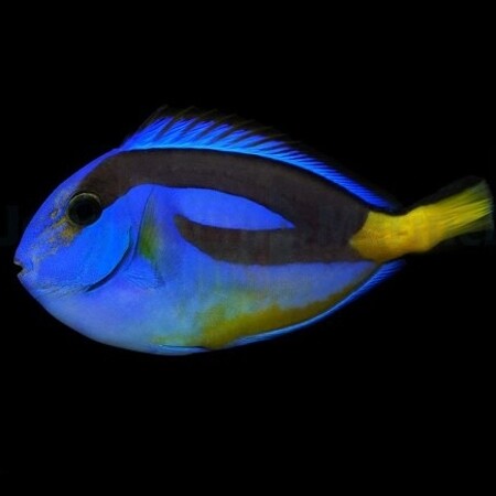 Paracanthurus hepatus (yellow belly) M