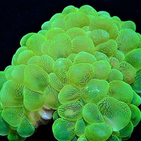 Plerogyra Sinuosa Ultra Green XXL (Ong. 30 cm)