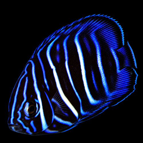 Pomacanthus annularis (Bluering Angelfish) - Tank Bred M/L