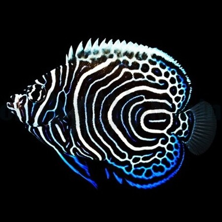 Pomacanthus imperator M - Tank Bred