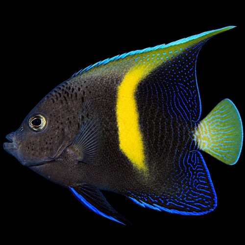 Pomacanthus maculosus (Yellowbar Angelfish) - Tank Bred L