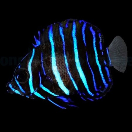 Pomacanthus navarchus M/L - Tank Bred