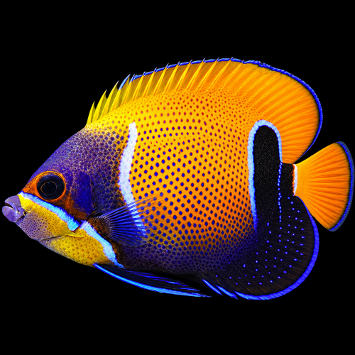 Pomacanthus navarchus (Majestic Angelfish) (Adult) XL