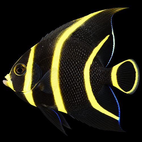 Pomacanthus paru (French Angelfish) XXL