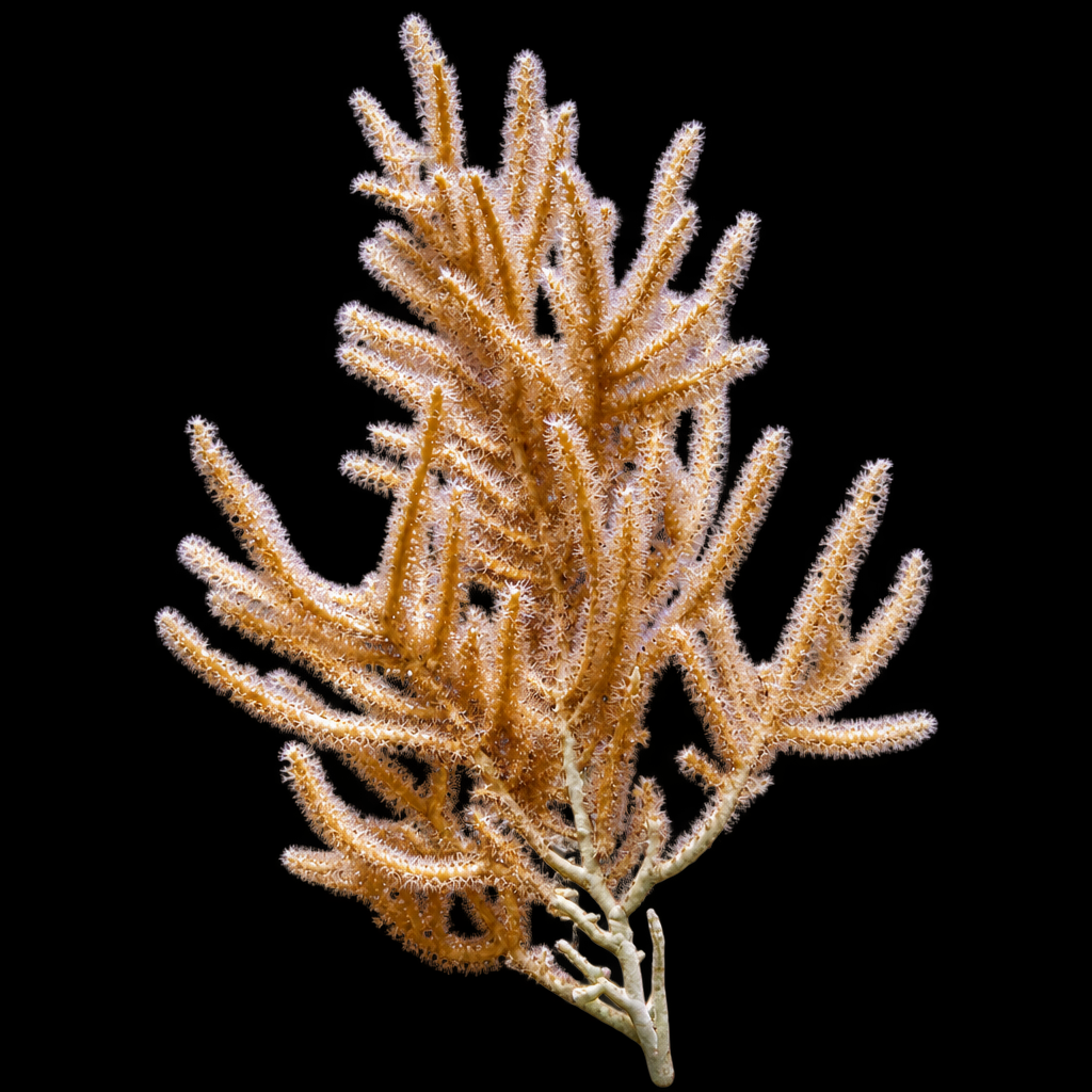 Rumphella gorgoon (slimmy seafan) S (Ong. 4-5 cm)