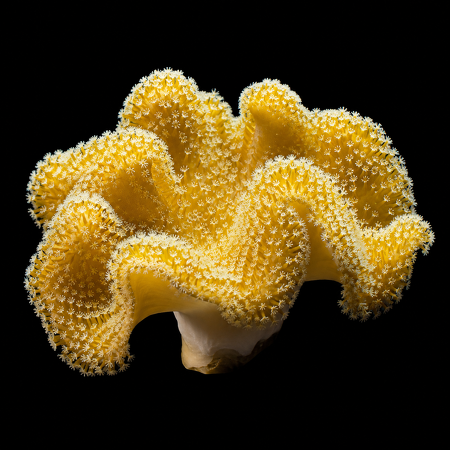 Sarcophyton Fiji Golden Toadstool M (Ong. 6-10 cm)