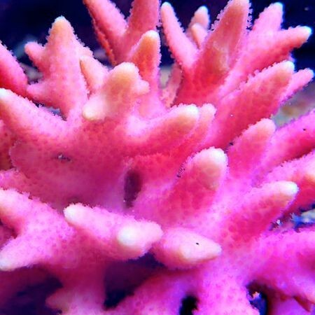 Seriatopora Caliendrum Roze XXXL (Ong. 15-16 cm)