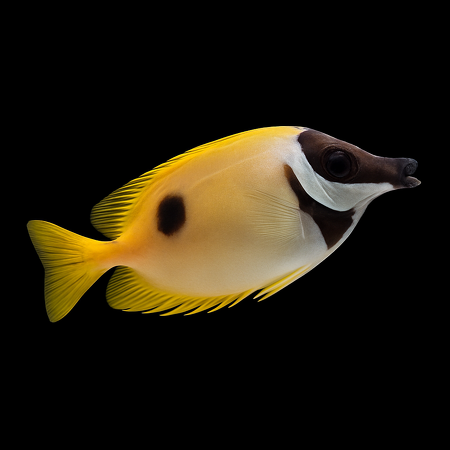 Siganus unimaculatus (Blotched Foxface) XL