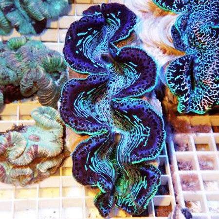 Tridacna Maxima - Ultra Blue S (Ong. 2-3 cm)