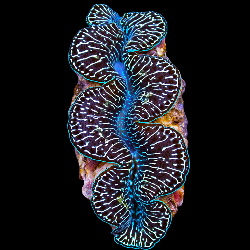 Tridacna maxima (Black Tiger) (Circa 8 cm)