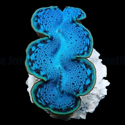Tridacna maxima (Blauw) (4cm)
