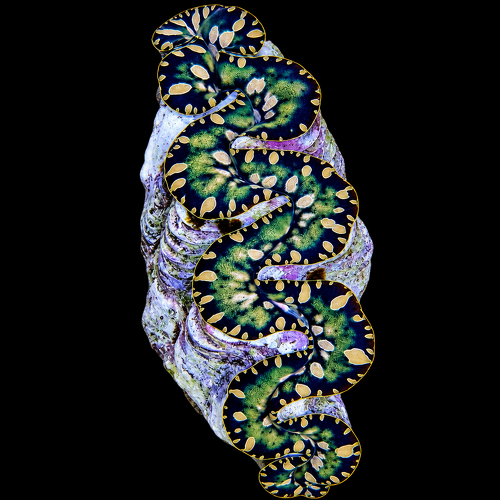 Tridacna maxima (Greenish) (9cm)