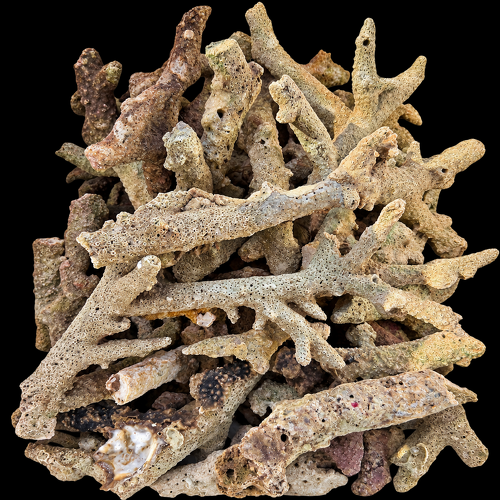 Wild levend steen (bones) Indonesia  5Kg.