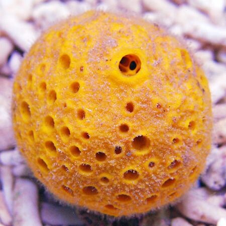 Yellow Bali Sponge L (Ong 10 - 12 cm)