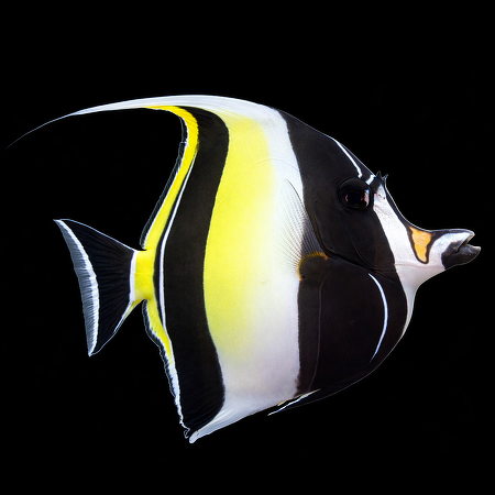 Zanclus cornutus (Moorse idol) M