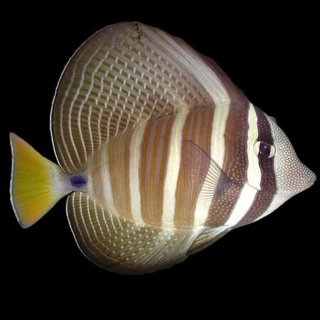Zebrasoma veliferum (Zeilvindoktersvis) XL