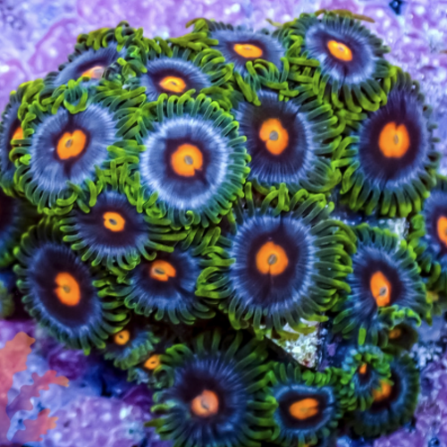 Zoanthus Blow Pop S (6-10 poliepen)