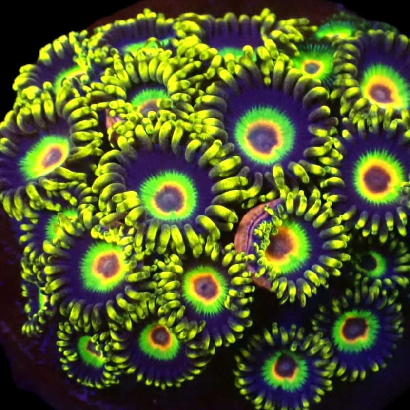 Zoanthus Buffalo Soldier M (6 - 7 poliepen)