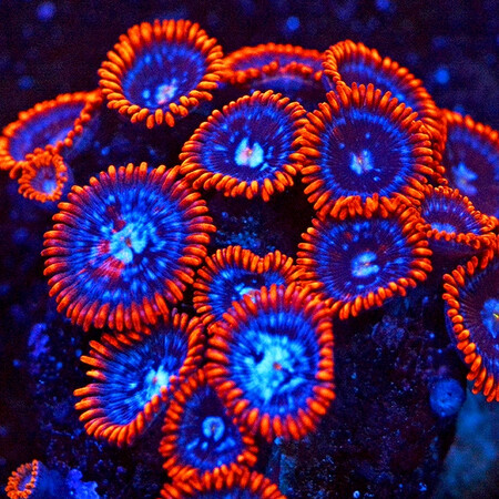Zoanthus Fire & Ice M (6-7 poliepen)