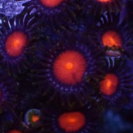 Zoanthus Hawaiian Sunset M (6-10 poliepen)