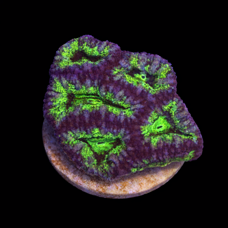 Acanthastrea Lordhowensis Premium Green Frag (Ong. 2-3 cm) WYSIWYG (1785332297031)