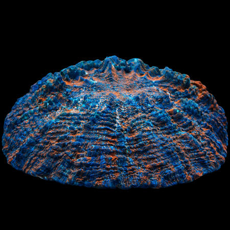 Acanthophyllia Premium WYSIWYG (1770755017102)