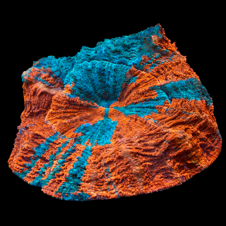 Acanthophyllia Rainbow Ultra WYSIWYG (1770753831598)