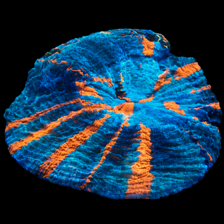 Acanthophyllia Rainbow Ultra WYSIWYG (1770753835595)