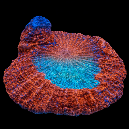 Acanthophyllia Red colored WYSIWYG (1770755896844)