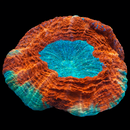 Acanthophyllia Red colored WYSIWYG (1770758419746)