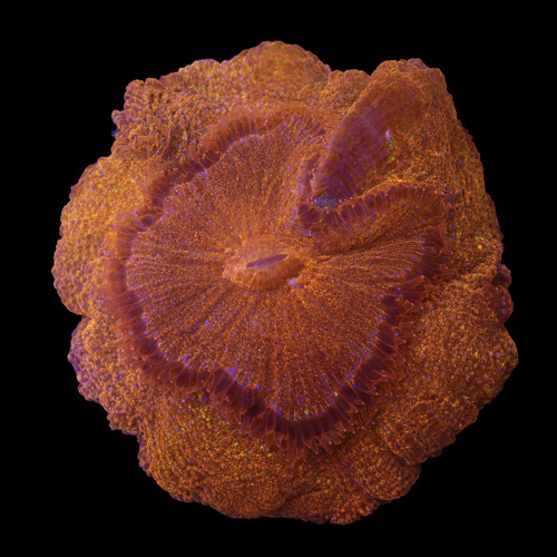 Acanthophyllia Red colored XXL (Ong. 15+ cm) WYSIWYG (1771141487063)