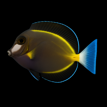 Acanthurus japonicus (Powder Brown Surgeonfish) S