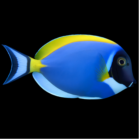 Acanthurus leucosternon (Witborstdoktersvis)