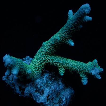 Acropora abrolhosensis Frag (Ong. 2-3 cm)