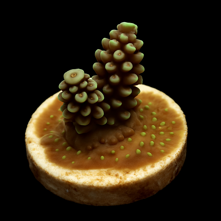 Acropora DJM kweek Frag (Grade A)
