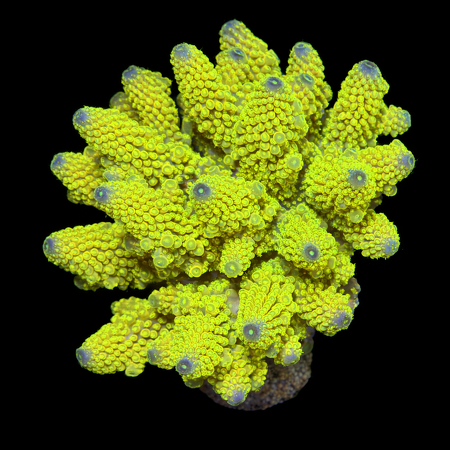 Acropora Fiji Special Rare L (Ong. 8-9 cm) WYSIWYG (1773439470089)