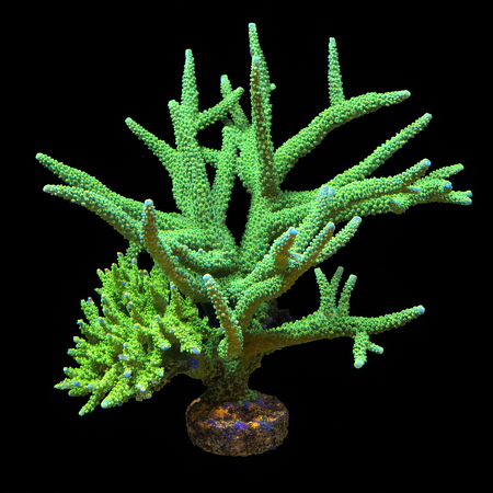 Acropora Green XXXXL (Ong. 25+ cm) WYSIWYG (1784810159052)
